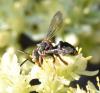 Epeolus sp.